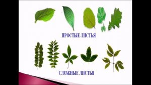 Органы цветковых растений. Урок биологии.