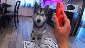 ОСТОРОЖНО МИЛО! Самые умные собаки в мире : дрессировка хаски