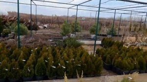 Где купить саженцы в Крыму