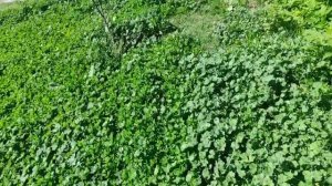 Газону из клевера 1 год