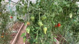 Как заказать семена томатов.