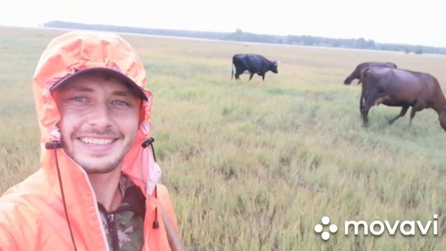 Много коров! // Коровы на пастбище! // Погода сошла с ума! // Коровы дают много молока! Коровы! смотреть онлайн