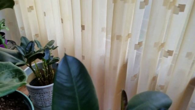 ФИКУС ЛЕРАТА И ФИКУС КАУЧУКОНОСНЫЙ. Что я делаю не так? Почему листья опадают? смотреть онлайн
