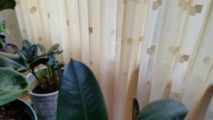 ФИКУС ЛЕРАТА И ФИКУС КАУЧУКОНОСНЫЙ. Что я делаю не так? Почему листья опадают?