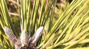 TECNO CAMON 18P ПОДРОБНЫЙ ОБЗОР КАМЕР СМАРТФОНА  КАМЕРАФОН ЛИ?