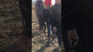 Обрезка Миндаль 2-й год