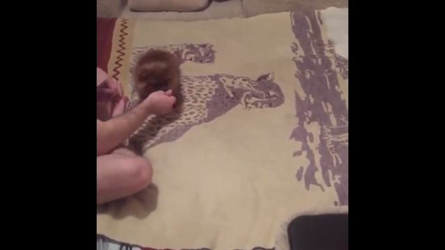 Шпиц выполняет команду кувырок