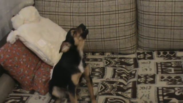 Мой пес Джек поет.MPG смотреть онлайн