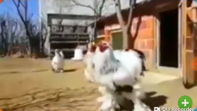 Топ 5 самых больших животных смотреть онлайн