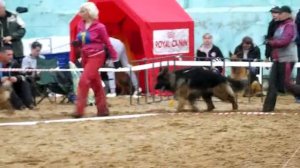 МОЛОДЫЕ КОБЕЛИ Д_Ш выстрел _ RussianSiegerZuchtSchau 2013