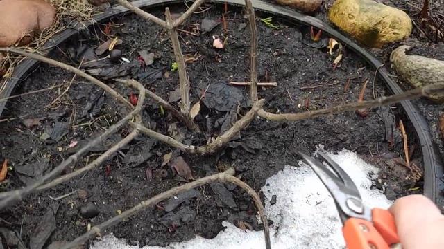 Весенняя обрезка метельчатой гортензии ?Исправляю ошибки неправильной прошлогодней обрезки смотреть онлайн