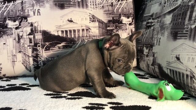 Маленький щенок французского бульдога чисто голубого окраса. Девочка с голубыми глазами. смотреть онлайн