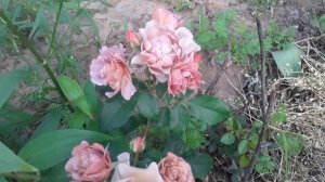 Розы винчестер кэфедрал, лавендер пиноккио, чипендейл, кенделлайт 05.06.22