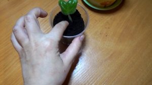 КАК ВЫРАСТИТЬ ФИАЛКУ ИЗ ЛИСТИКА...Как посадить лист фиалки.Посадка фиалок листом.