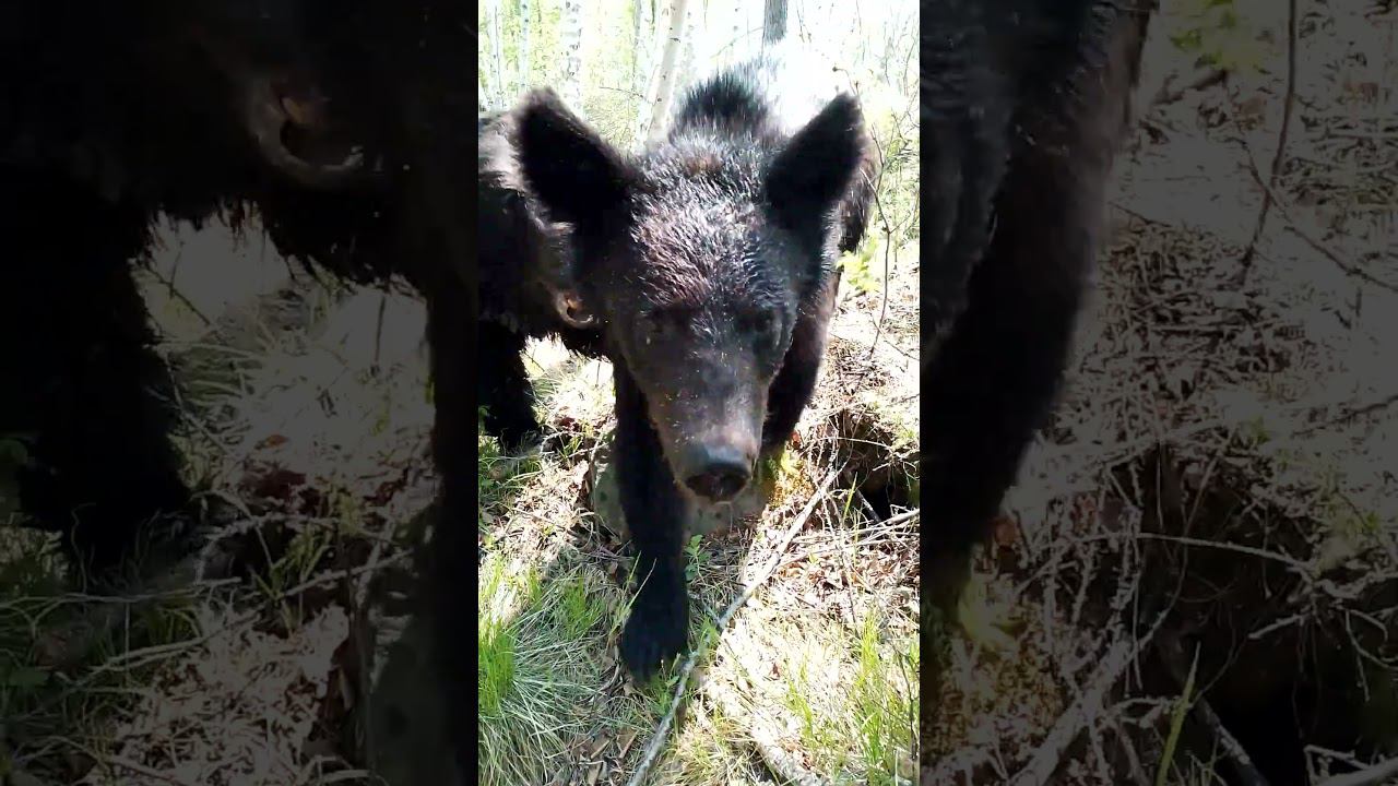 Медвежонок разогрелся. #bear