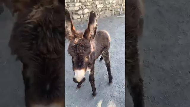 Горный транспорт
