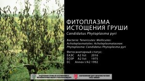 Фитоплазма истощения груши (Candidatus Phytoplasma pyri)