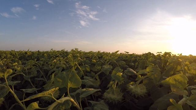 Euralis гибрид ЕС ТЕРРАМИС смотреть онлайн