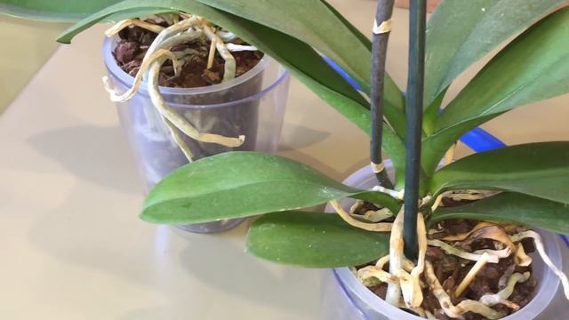 СКОЛЬКО РАЗ ОРХИДЕЮ ПОЛИВАТЬ В НЕДЕЛЮ после покупки в магазине до пересадки смотреть онлайн