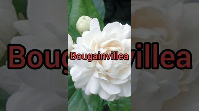 White flowering shrubs