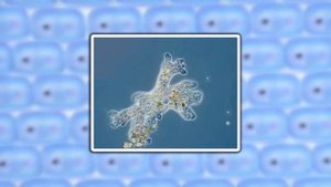 Корненожки, радиолярии, солнечники, споровики. Видеоурок по биологии 7 класс