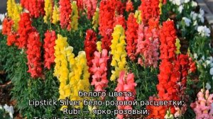 Львиный зев — описание цветка, где растет, сорта