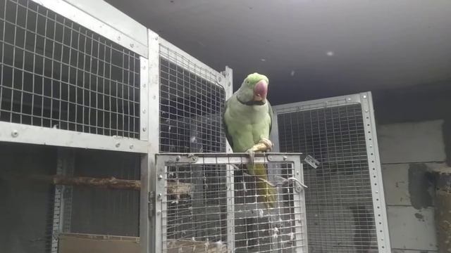 александрийский  попугай