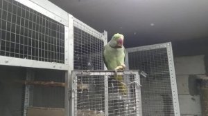 александрийский попугай