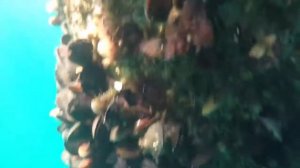 КРЫМ ПОЧЕМУ НЕЛЬЗЯ ЕСТЬ МИДИИ. / отдых в Крыму