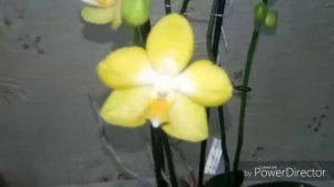 Phal.Golden Treasure моя орхидея рекордсменка.