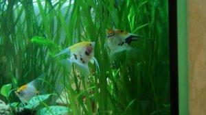 Скалярия мечет икру