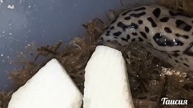 БОЛЬШОЙ ЛЕОПАРДОВЫЙ СЛИЗЕНЬ.