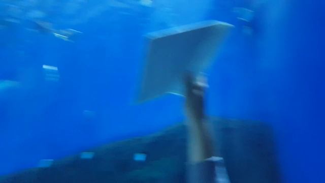 Океанариум Владивосток о.Русский