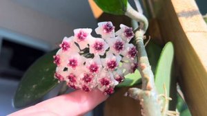 Коллекция хой . Пересадка хойи. Хойя Керри, куртиси, лакуноза, карноза, кримсон квин , обовата и др