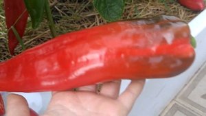 обзор перчика,, Ласанта,, от семена Партнёр.