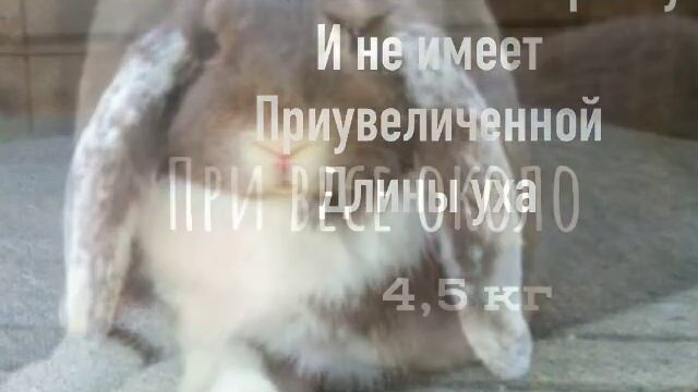 Краткое описание породы французский баран смотреть онлайн