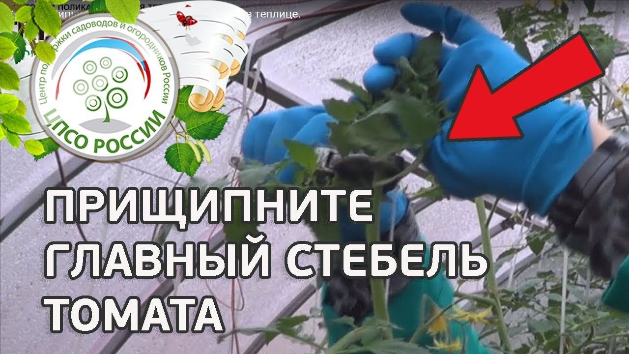 Как прищипывать главный стебель томатов в теплице. Выращивание томатов.