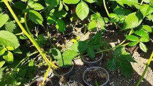 Ежевика. Укоренение верхушек подробно.