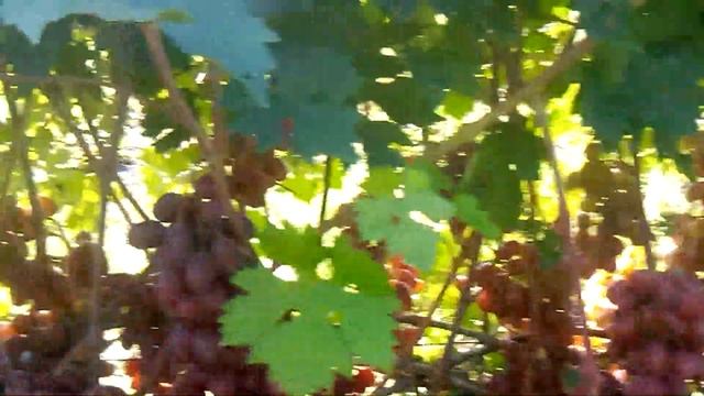Сорт винограда Рута ,порадовал урожаем смотреть онлайн