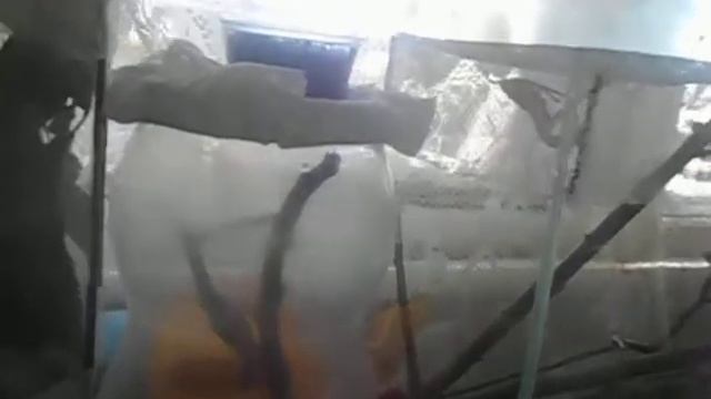 Как поживают наши палочники и наши богомолы смотреть онлайн