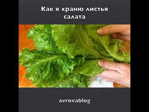 Как я храню листья салата