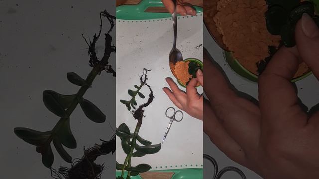 Красула, толстянка, грошове дерево🌵. Пересадка в новий субстрат і формування✂️ для пишної крони.