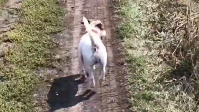 Почему у джек рассела такая походка? смотреть онлайн