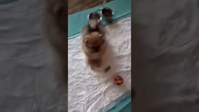 Шпицуля