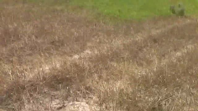 шафран посадка смотреть онлайн