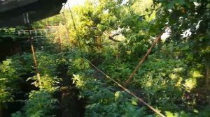 ?Помидоры на Биогумусе.