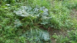 мандрагора-мистическое растение магов