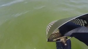 Не часто такое количество золота может поисковик найти на пляже!!! Пляжный коп с Equinox 600!!!