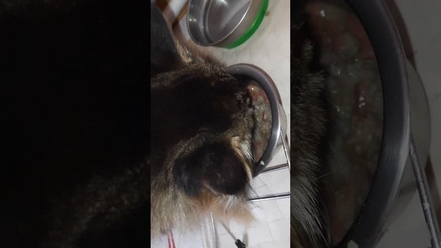 Завтрак кота, д-275 Чечевичные хлопья из пророщенного зерна, влажный корм для кошек смотреть онлайн