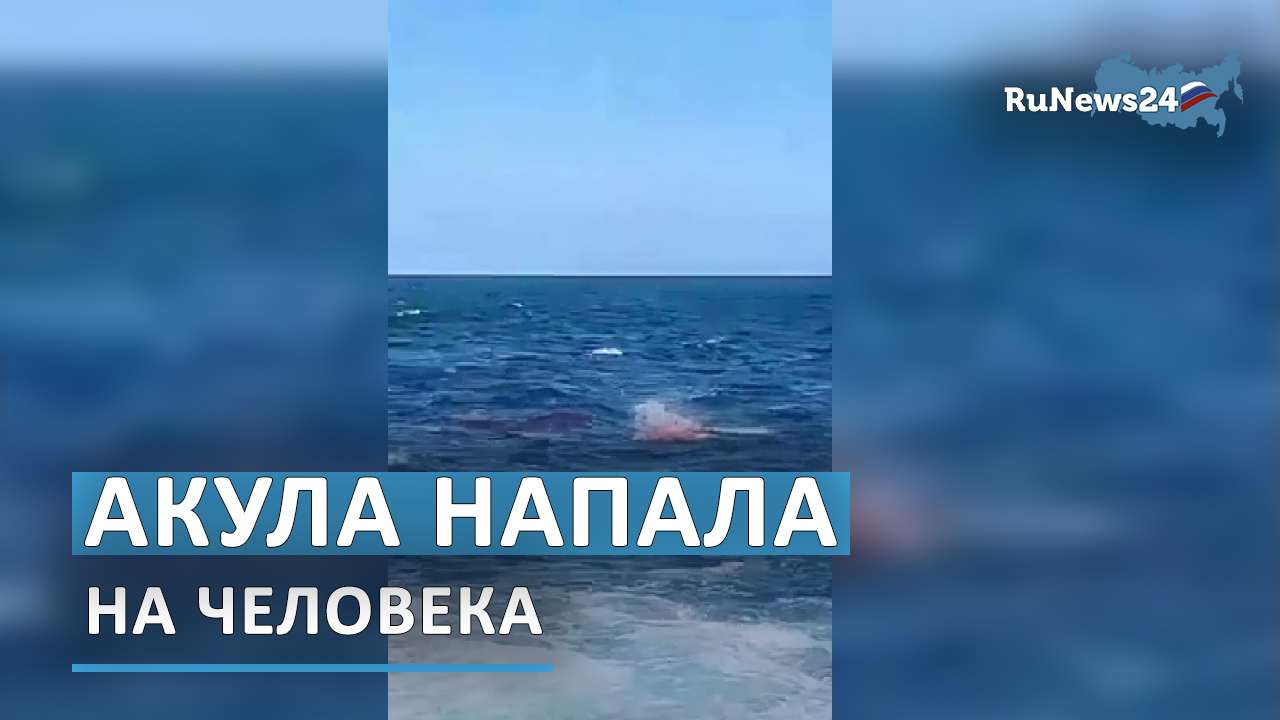 Большая белая акула напала на человека